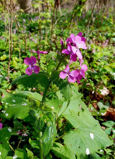 Silberblatt | Foto: WandernGabyErich