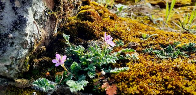 Reiherschnabel in der Mauerritze | Foto: WandernGabyErich