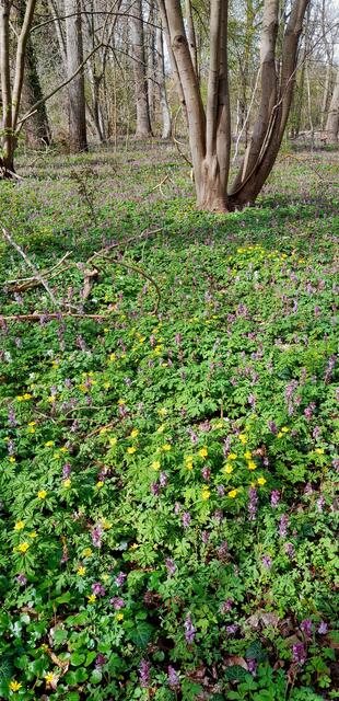 Blütenteppich auf der Insel | Foto: WandernGabyErich
