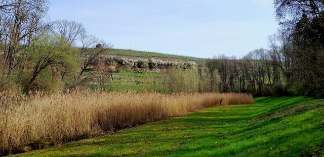 Biotop im Auwäldle | Foto: WandernGabyErich