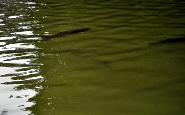 Forellen? Ich weiß es wirklich nicht. Aber sie waren sehr groß. | Foto: Daniela Somers