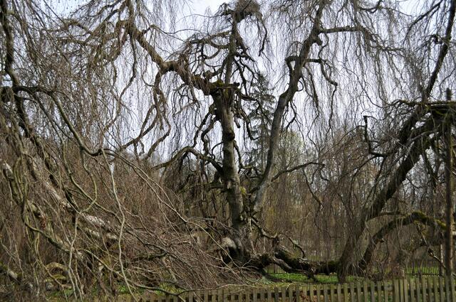 Und ganz oben in der Hängebuche nisten die Störche. | Foto: Daniela Somers