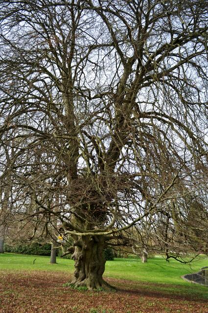 Geschlitztblättrige Buche. Eine Rarität. Leider hatte sie noch keine Blätter. | Foto: Daniela Somers