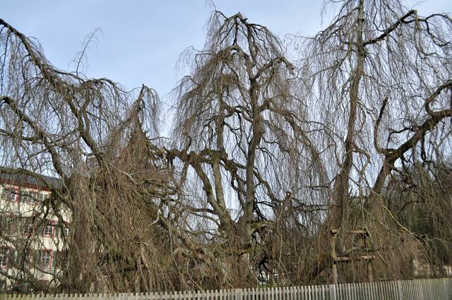 Die alte Hängebuche (fagus silvatica pendula). Kaum zu glauben dass all das nur ein Baum ist. | Foto: Daniela Somers