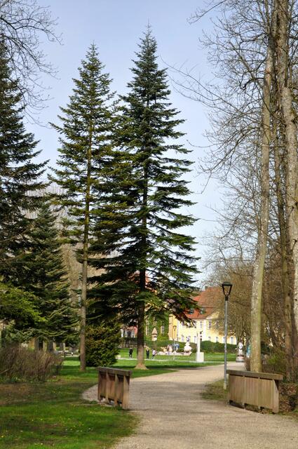 Überall im Park sind große alte Bäume. | Foto: Daniela Somers