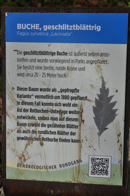 Auch über diese Bäume im Park gibt es überall Tafeln zum nachlesen. | Foto: Daniela Somers