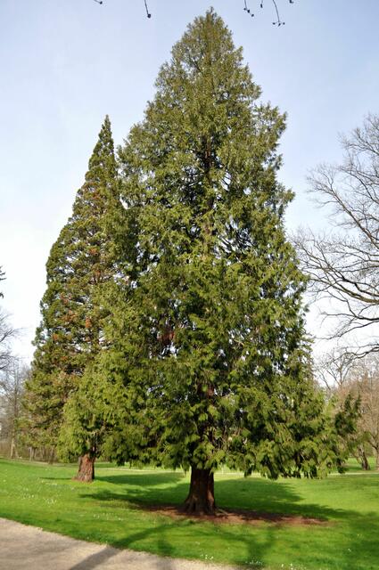 Einfach schön die alten ehrwürdigen Bäume. | Foto: Daniela Somers