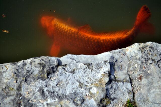 Und natürlich gibts auch riesige Kois im großen Teich rund ums Schloss. | Foto: Daniela Somers