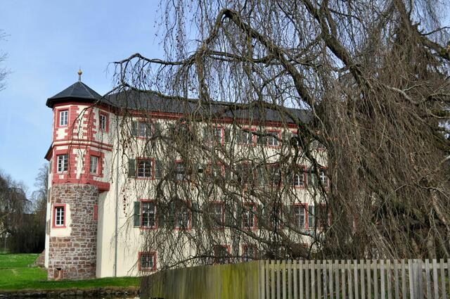 Die Hängebuche mit ihrem bizzaren Look passt wunderbar zum Schloss. | Foto: Daniela Somers