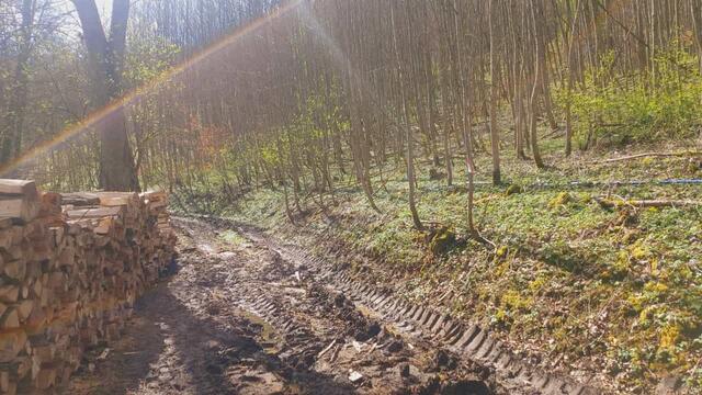 rechts den Wald hoch | Foto: Ralf Röser