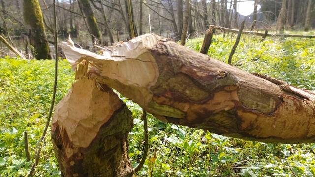 der Biber war fleißig | Foto: Ralf Röser