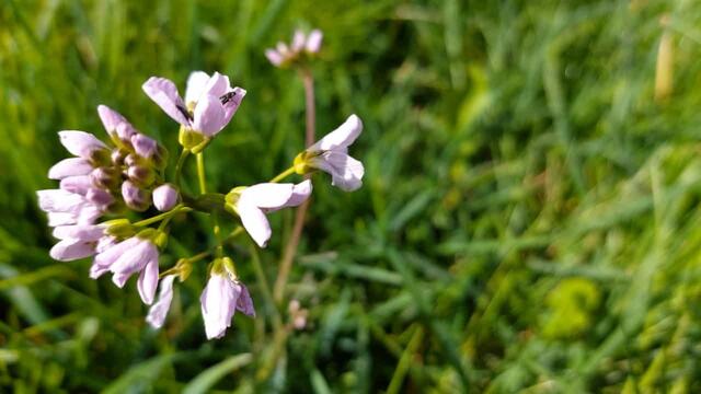 schönes am Wegesrand | Foto: Ralf Röser