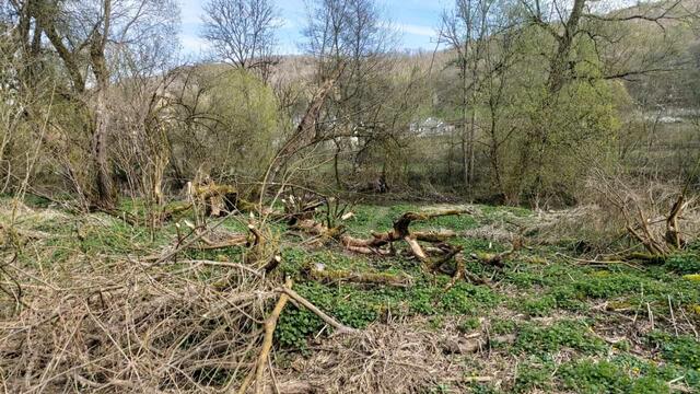 Biber hat ganze Arbeit geleistet | Foto: Ralf Röser