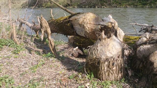 mein lieber | Foto: Ralf Röser