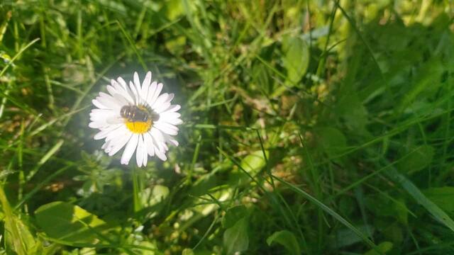 schönes am Wegesrand | Foto: Ralf Röser