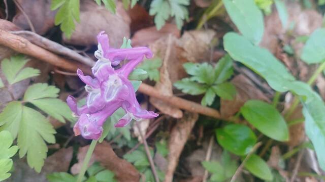 schönes am Wegesrand | Foto: Ralf Röser