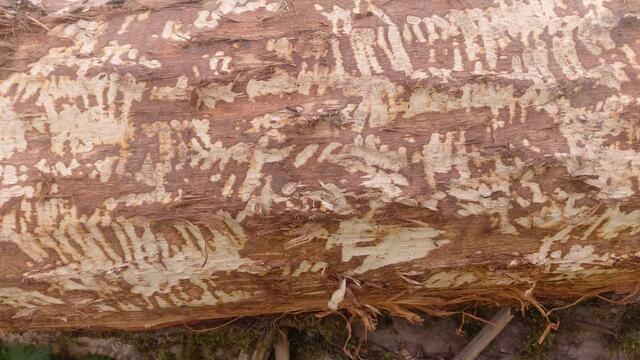 Biberspuren | Foto: Ralf Röser