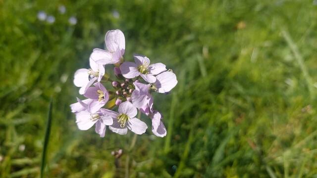 schönes am Wegesrand | Foto: Ralf Röser