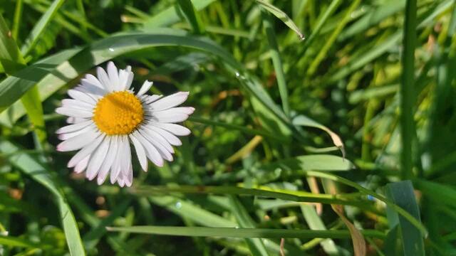 schönes am Wegesrand | Foto: Ralf Röser