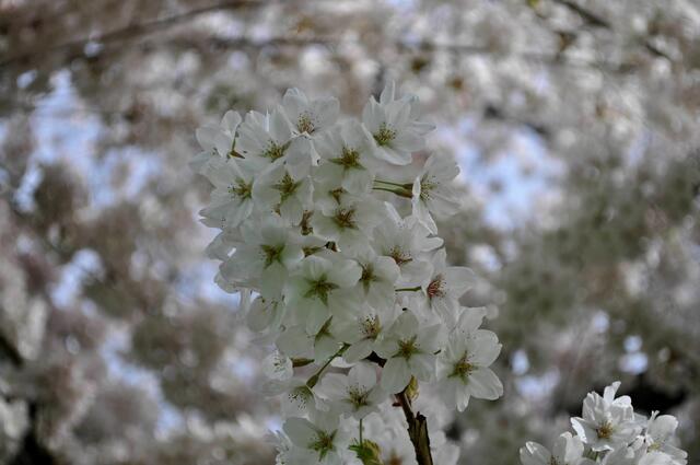 Obstbaumblüten so weit das Auge reicht. | Foto: Daniela Somers
