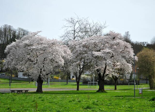 Einfach schön die Obstbäume in voller Blüte | Foto: Daniela Somers