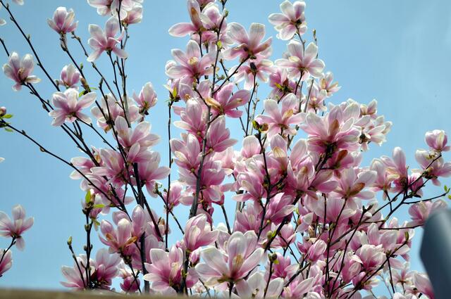 Auch die Mangnolien blühen. | Foto: Daniela Somers