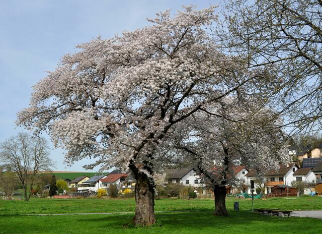An blühenden Obstbäumen vorbei gehts Richtung Michelfeld | Foto: Daniela Somers