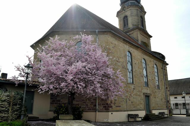 Eine wunderschöne Zierkirsche zieht den Blick auf sich. | Foto: Daniela Somers