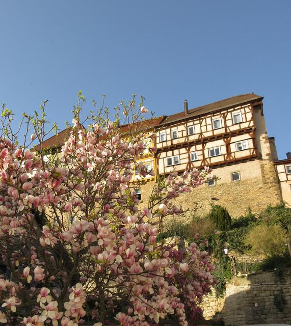 Magnolien umrahmen die Obere Burg | Foto: WandernGabyErich