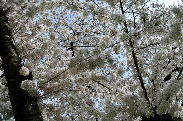Ein Blütenmeer. | Foto: Daniela Somers