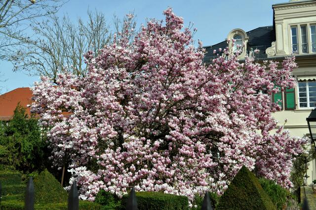 Die herrliche Mangnolie die im Schlosspark blüht. | Foto: Daniela Somers