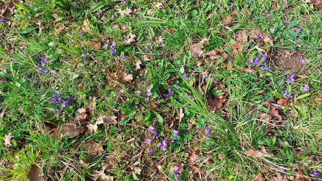 Veilchen | Foto: Elfriede Baier 