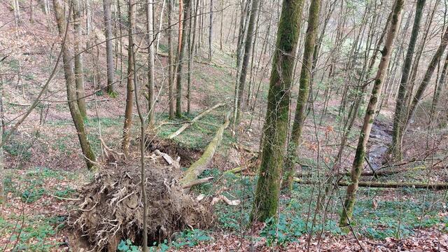 Entwurzelt  | Foto: Elfriede Baier 