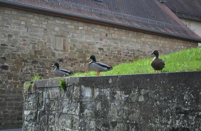 Und diese drei niedlichen Enten sitzen einfach mal auf der Kirchenmauer und schauen wer alles vorbei kommt. | Foto: Daniela Somers