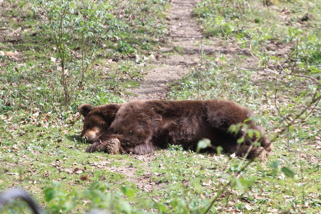 Wildpark Bad Mergentheim🐾🐻😍 | Foto: Ralf Röser