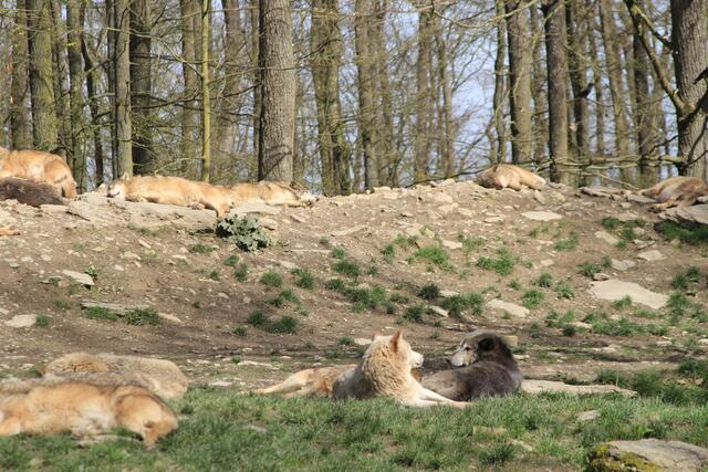 Wildpark Bad Mergentheim🐾🐻😍 | Foto: Ralf Röser