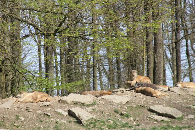 Wildpark Bad Mergentheim🐾🐻😍 | Foto: Ralf Röser