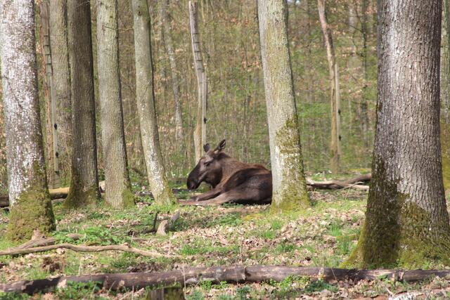 Wildpark Bad Mergentheim🐾🐻😍 | Foto: Ralf Röser