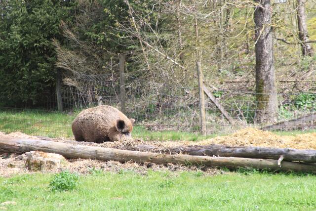 Wildpark Bad Mergentheim🐾🐻😍 | Foto: Ralf Röser