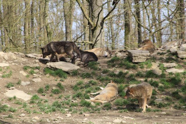 Wildpark Bad Mergentheim🐾🐻😍 | Foto: Ralf Röser