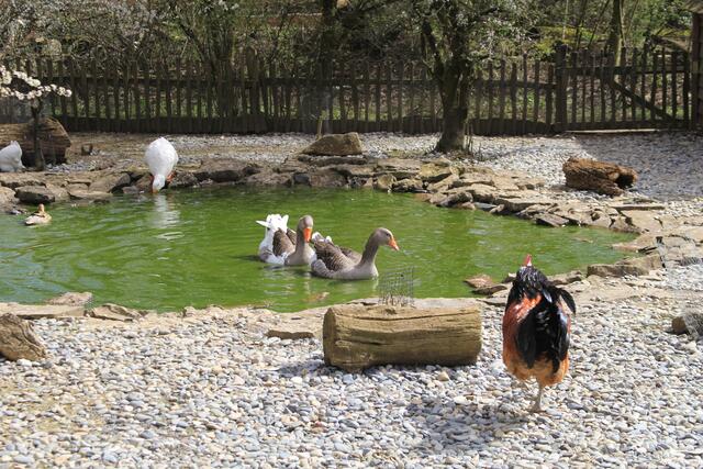 Wildpark Bad Mergentheim🐾🐻😍 | Foto: Ralf Röser