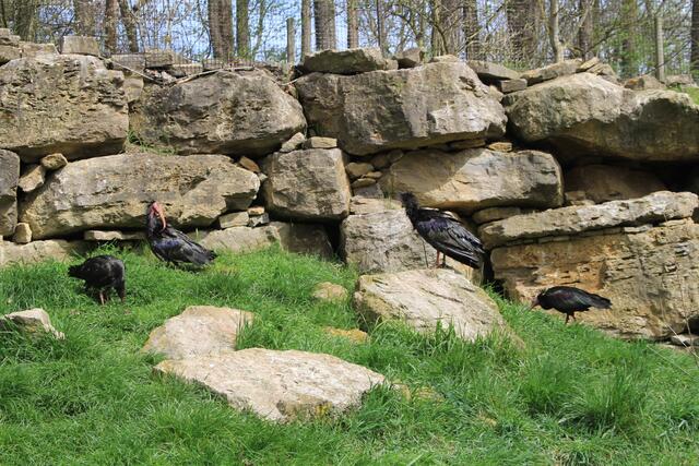 Wildpark Bad Mergentheim🐾🐻😍 | Foto: Ralf Röser