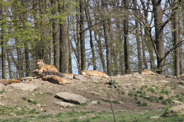 Wildpark Bad Mergentheim🐾🐻😍 | Foto: Ralf Röser
