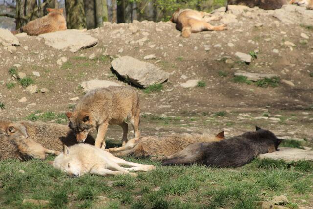 Wildpark Bad Mergentheim🐾🐻😍 | Foto: Ralf Röser