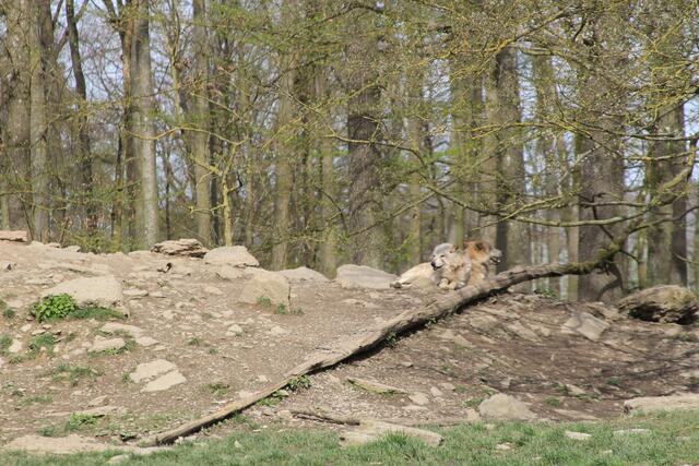 Wildpark Bad Mergentheim🐾🐻😍 | Foto: Ralf Röser