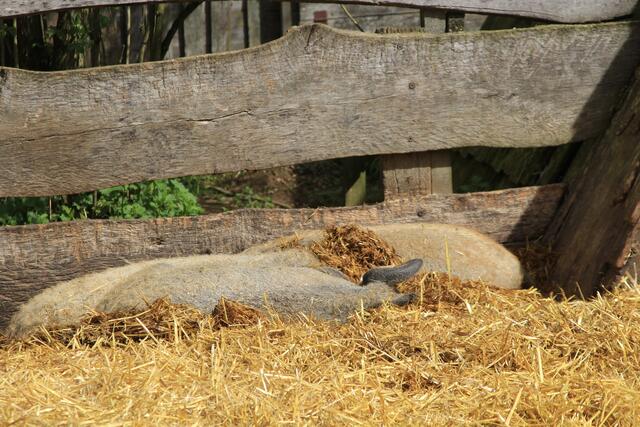 Wildpark Bad Mergentheim🐾🐻😍 | Foto: Ralf Röser