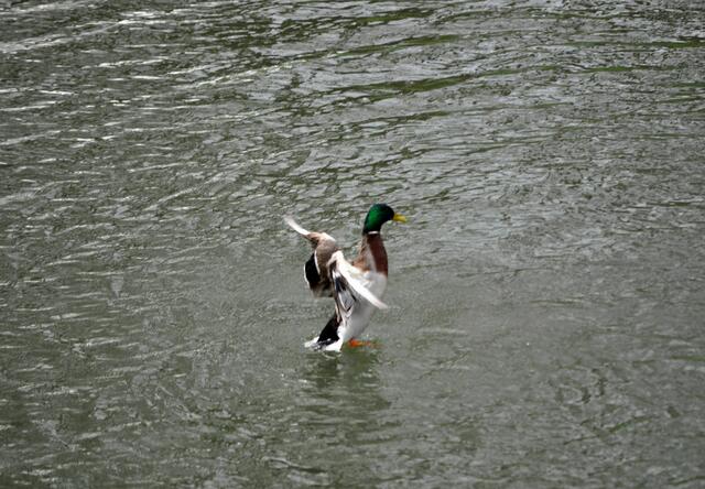 Da muss sich eine Ente mal wichtig machen :-)) | Foto: Daniela Somers