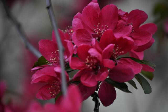 Zierkirschblüte mal in einer sehr kräftigen Farbe | Foto: Daniela Somers