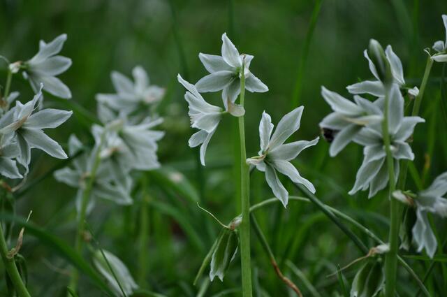  Kegelblume (Puschkinia scilloides). Statt ins zarte Himmelblau, gehen die Blüten schon fast in ein zartes Grün über. | Foto: Daniela Somers