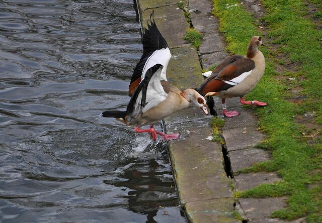 Alleine bleibt die zweite Nilgans auch nicht im Wasser.  | Foto: Daniela Somers